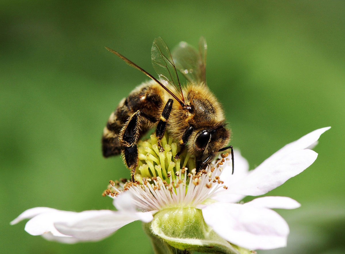 abeja sobre flor Foto abeja sobre flor