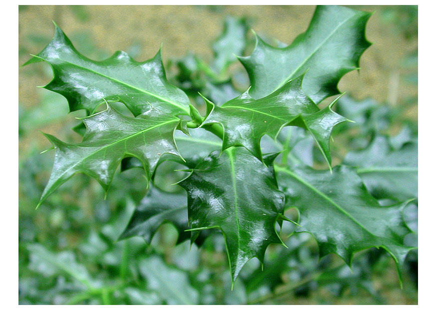 acebo Foto acebo
