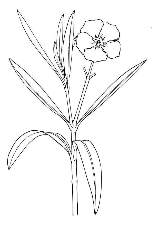 Dibujo para colorear adelfa