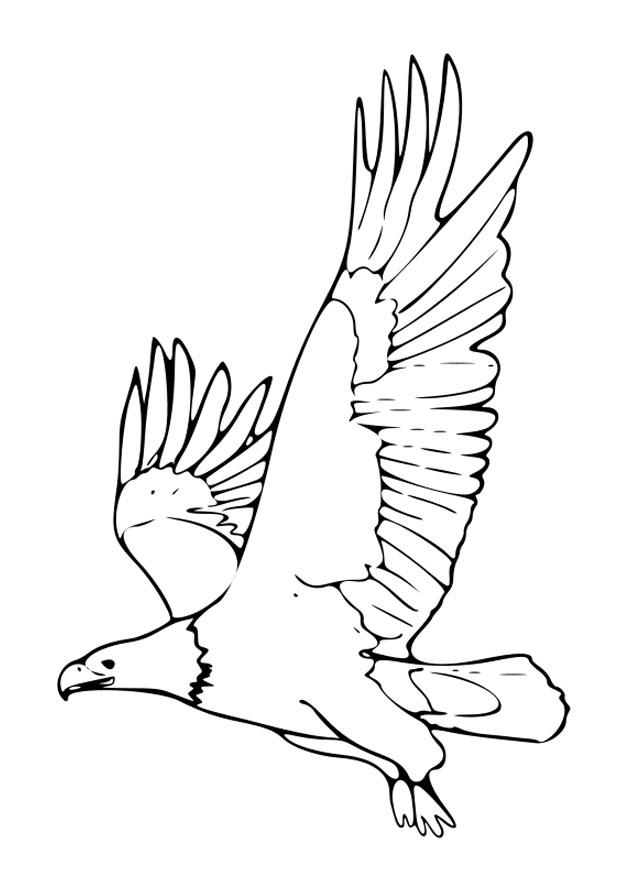 A¡guila Dibujo para colorear A¡guila