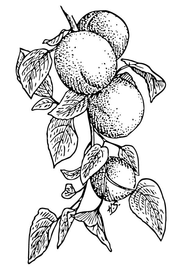 albaricoques Dibujo para colorear albaricoques
