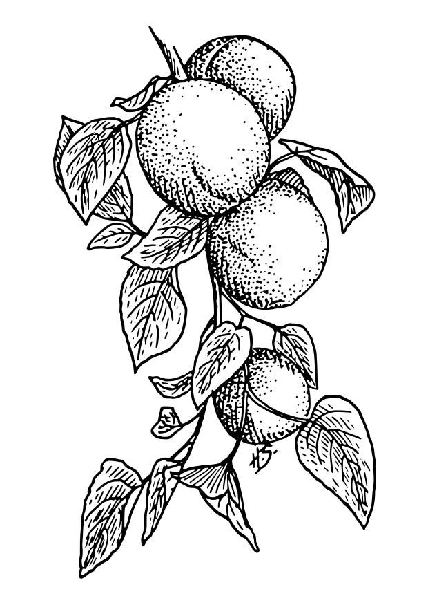 albaricoques Dibujo para colorear albaricoques
