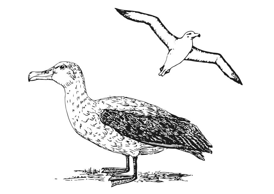 albatros Dibujo para colorear albatros