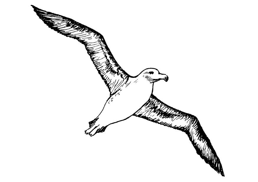 albatros Dibujo para colorear albatros