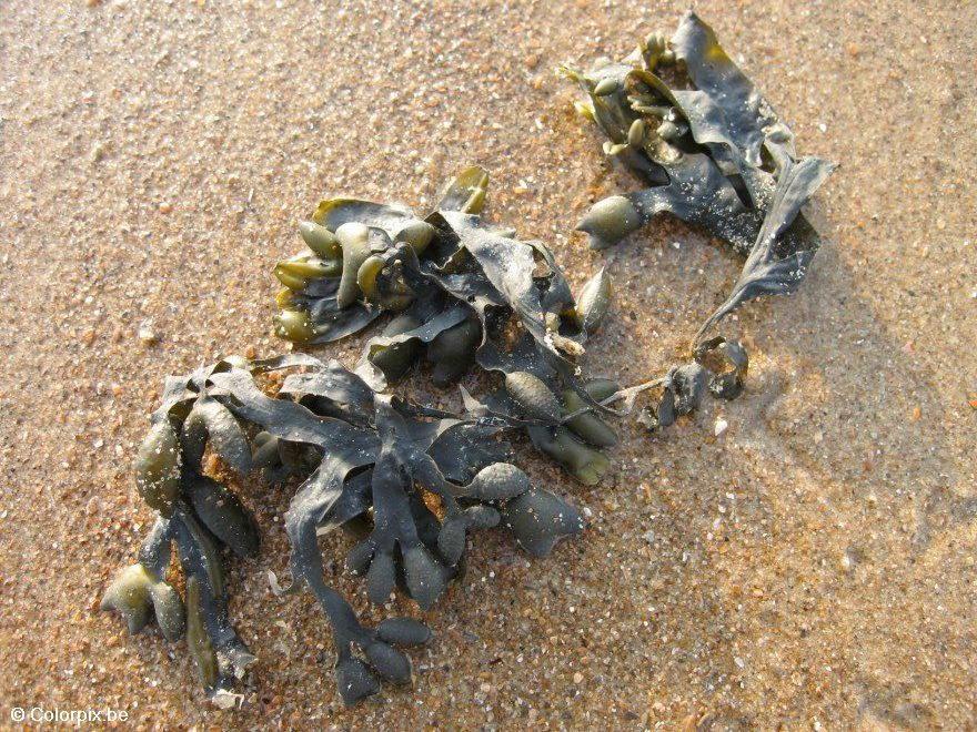 Foto alga burbuja