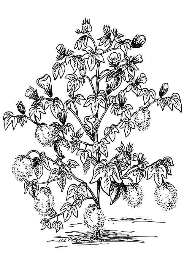 algodonero Dibujo para colorear algodonero