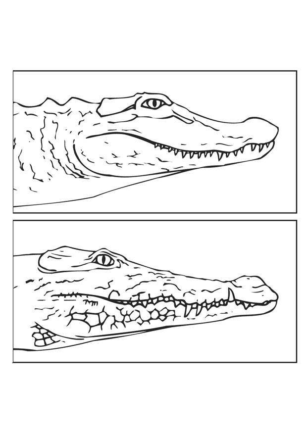 Dibujo para colorear aligator - cocodrilo