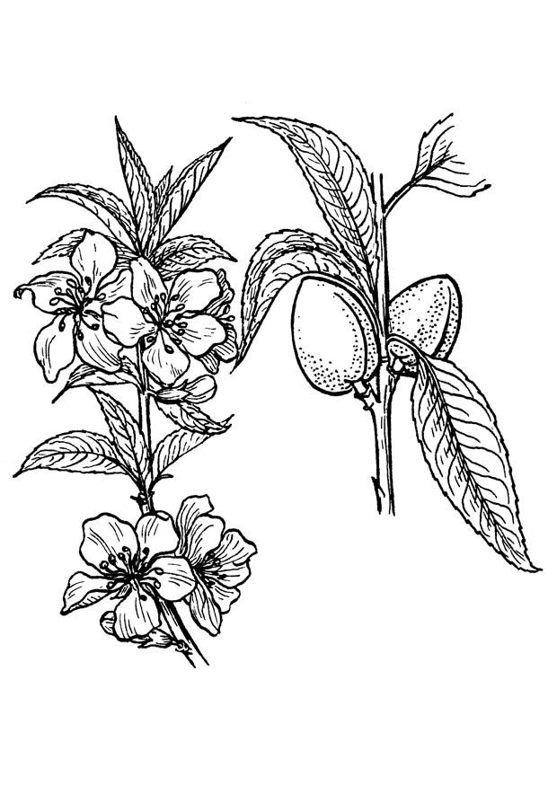 almendro Dibujo para colorear almendro