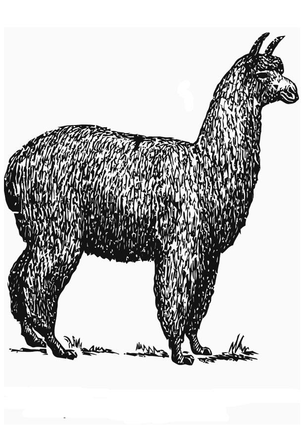 Dibujo para colorear alpaca