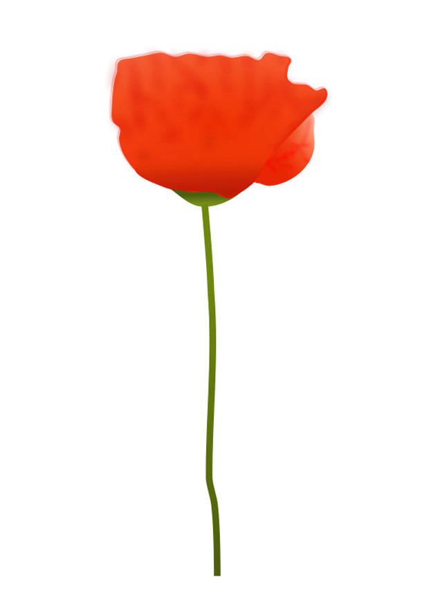amapola Imagen amapola