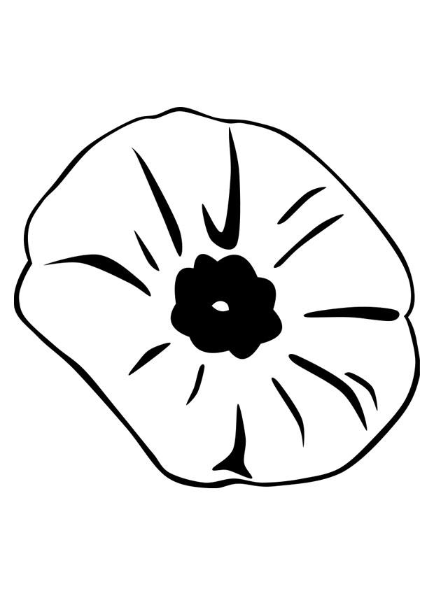 amapola Dibujo para colorear amapola