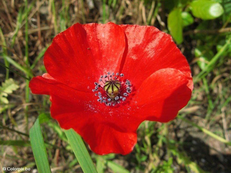 amapola Foto amapola