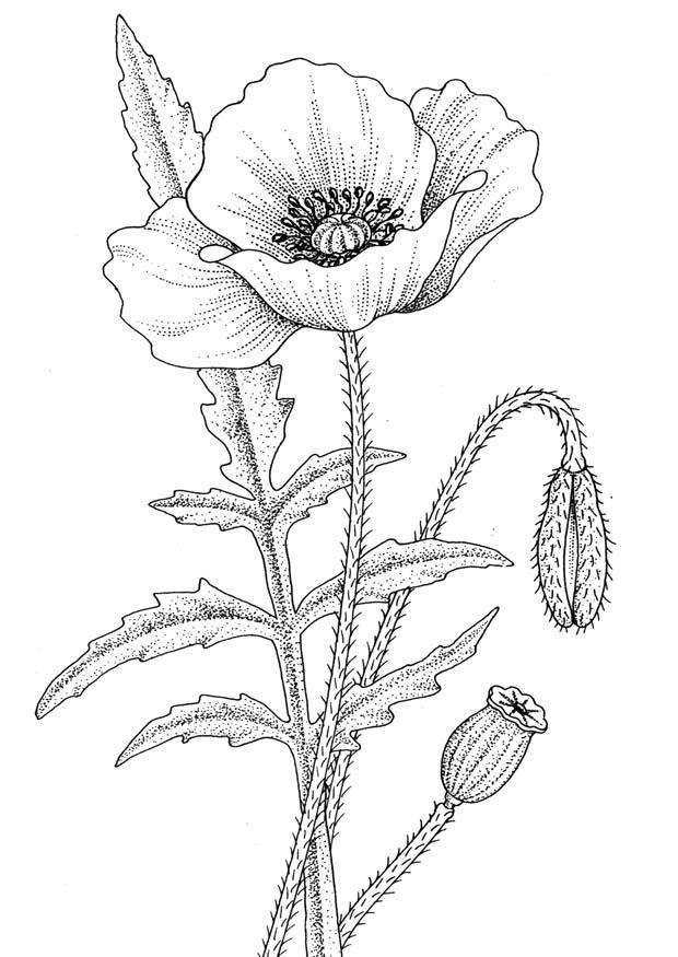 amapola Dibujo para colorear amapola