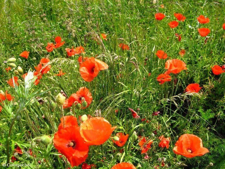 amapolas Foto amapolas