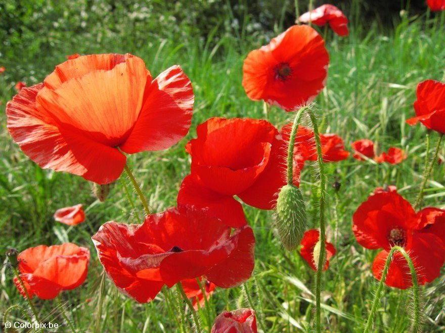 amapolas Foto amapolas