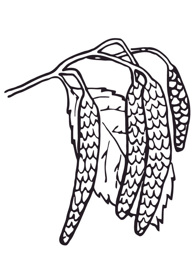 amentos de los sauces Dibujo para colorear amentos de los sauces