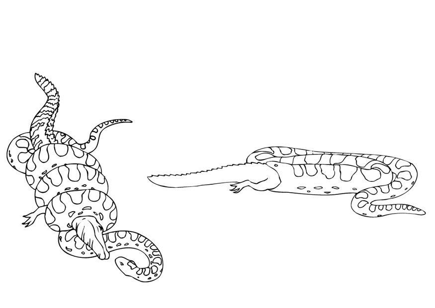 anaconda y caimA¡n Dibujo para colorear anaconda y caimA¡n