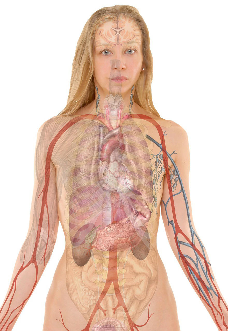 anatomAa Imagen anatomAa