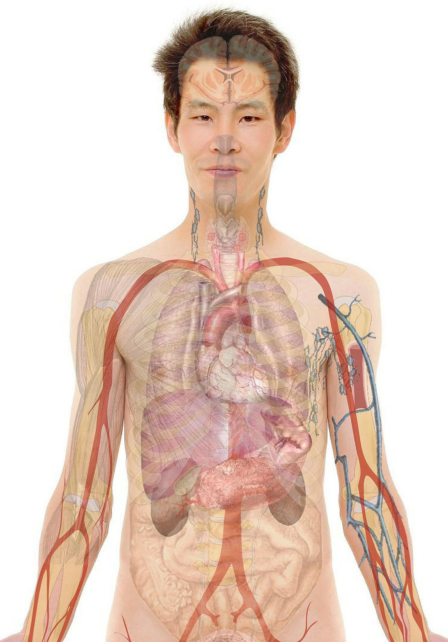anatomAa Imagen anatomAa