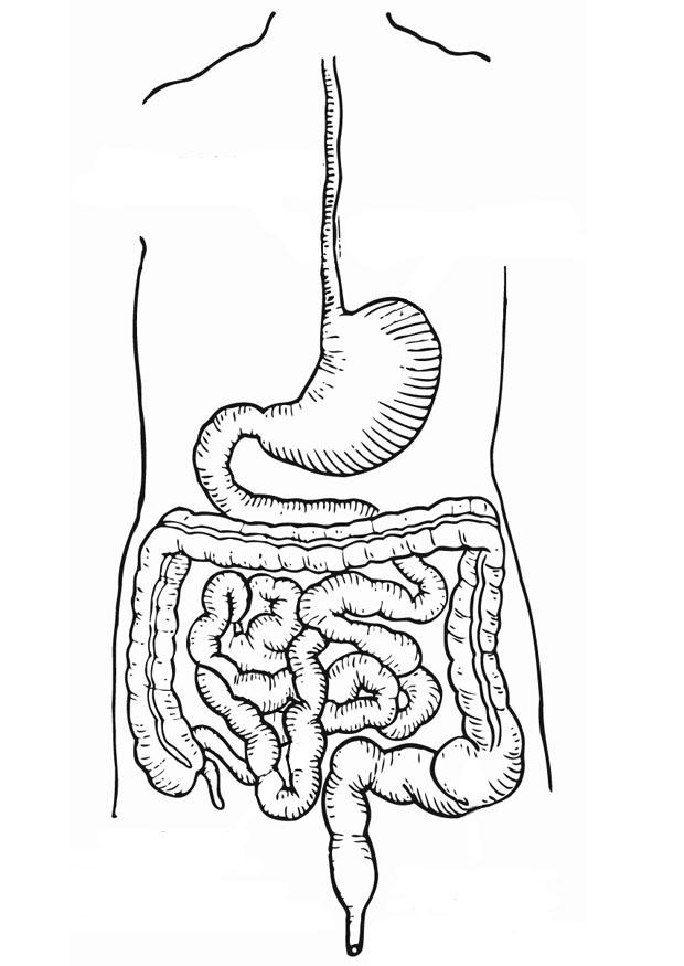 aparato digestivo Dibujo para colorear aparato digestivo
