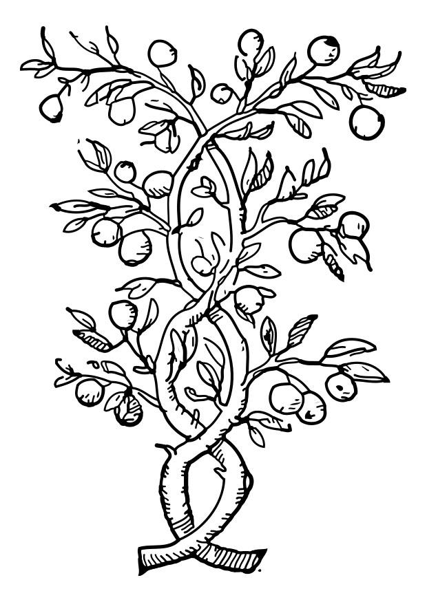 A¡rbol frutal Dibujo para colorear A¡rbol frutal