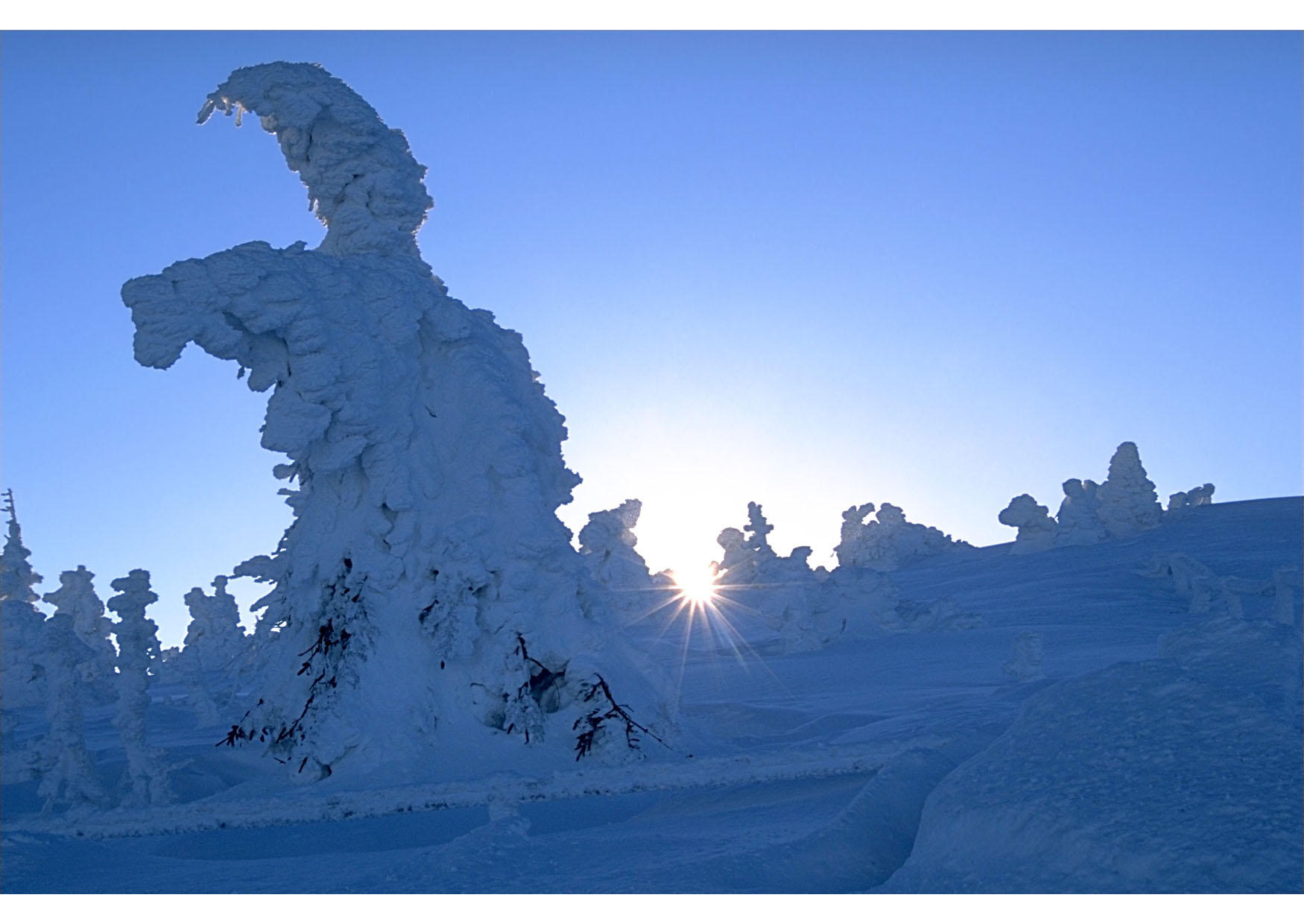 Arbol nevado Foto Arbol nevado