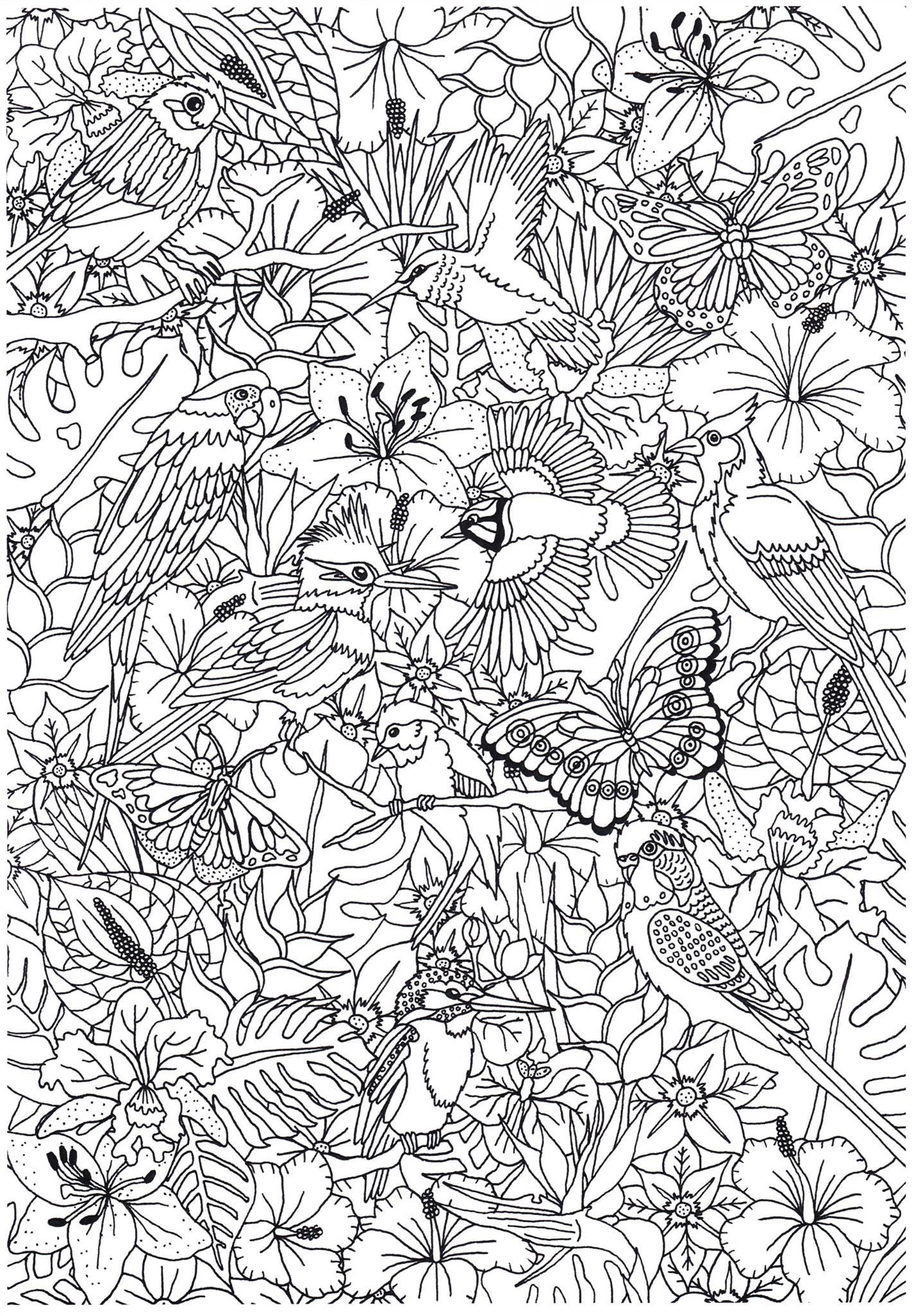aves Dibujo para colorear aves