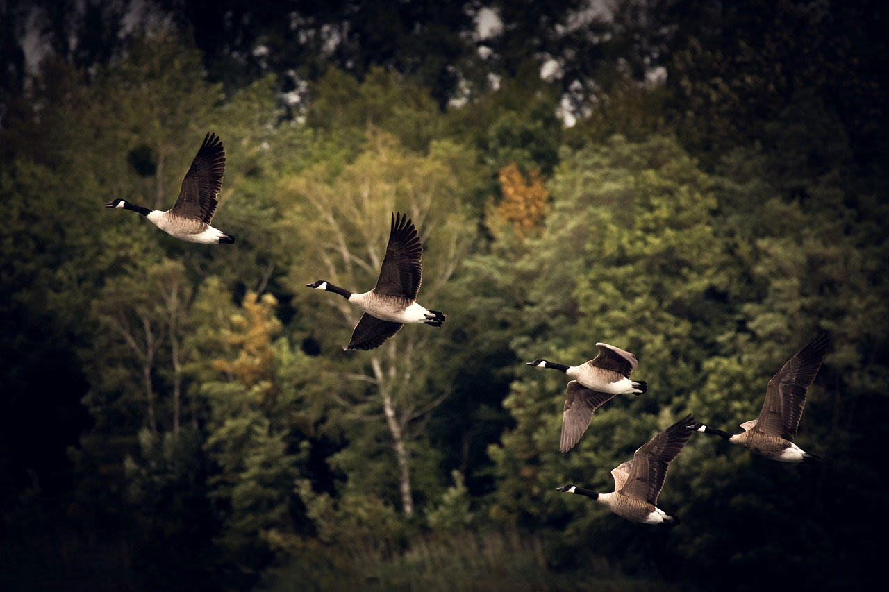 aves migratorias Foto aves migratorias