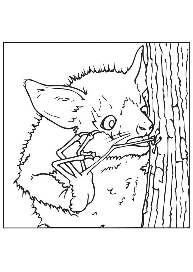 aye aye buscanco insectos Dibujo para colorear aye aye buscanco insectos