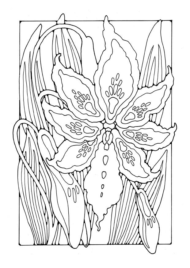 azuzena Dibujo para colorear azuzena