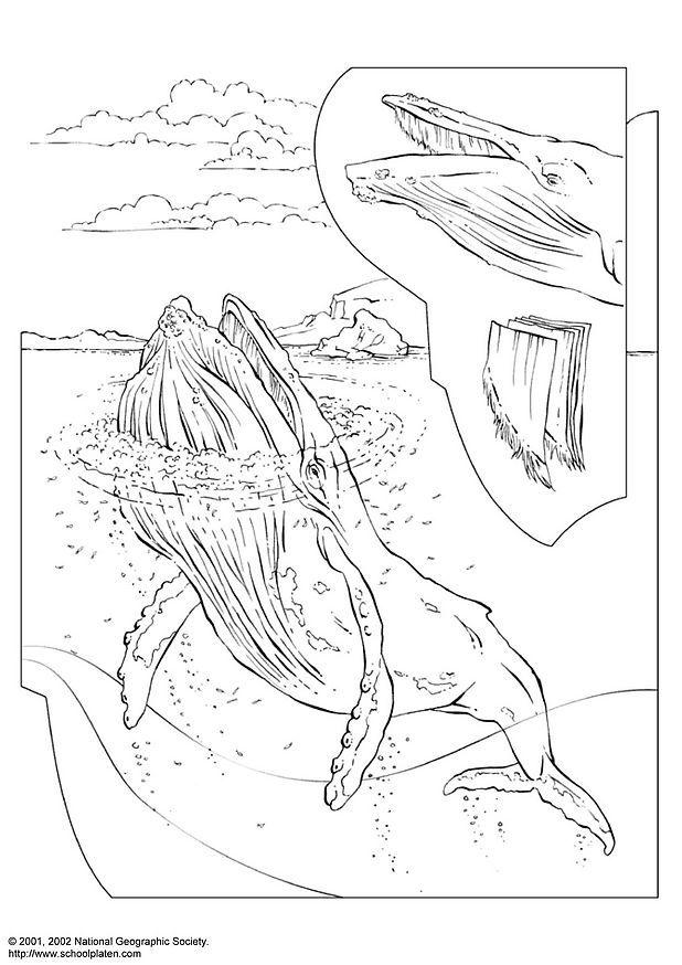 Dibujo para colorear ballena