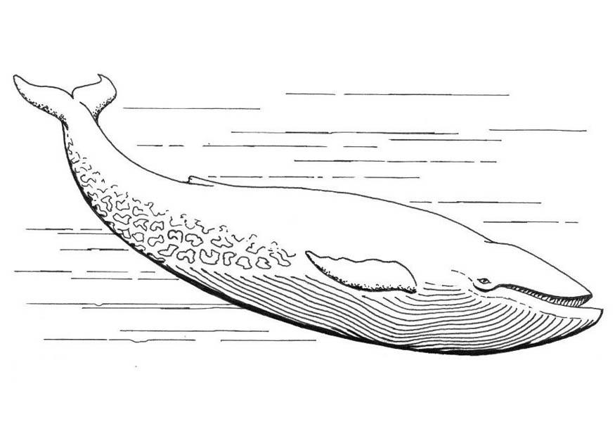 ballena azul Dibujo para colorear ballena azul
