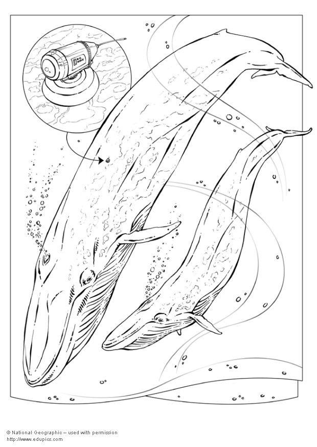 ballena azul Dibujo para colorear ballena azul