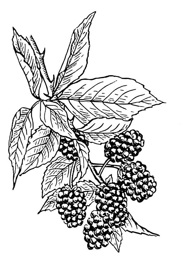 bayas negras Dibujo para colorear bayas negras