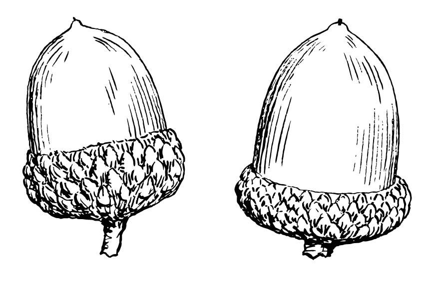 bellota Dibujo para colorear bellota