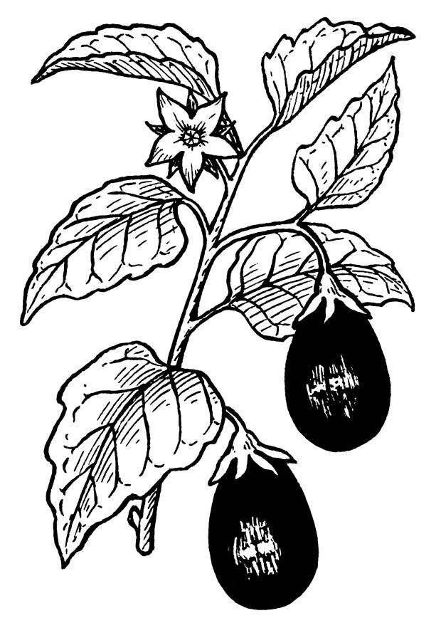 berengena Dibujo para colorear berengena