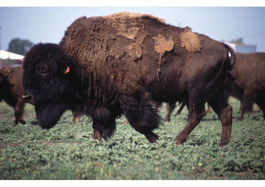 bisonte americano Foto bisonte americano