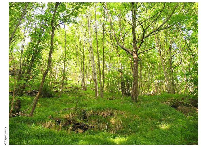 bosque Foto bosque