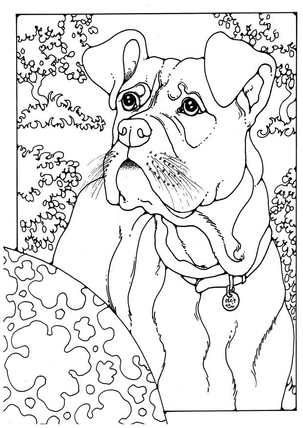 boxer Dibujo para colorear boxer