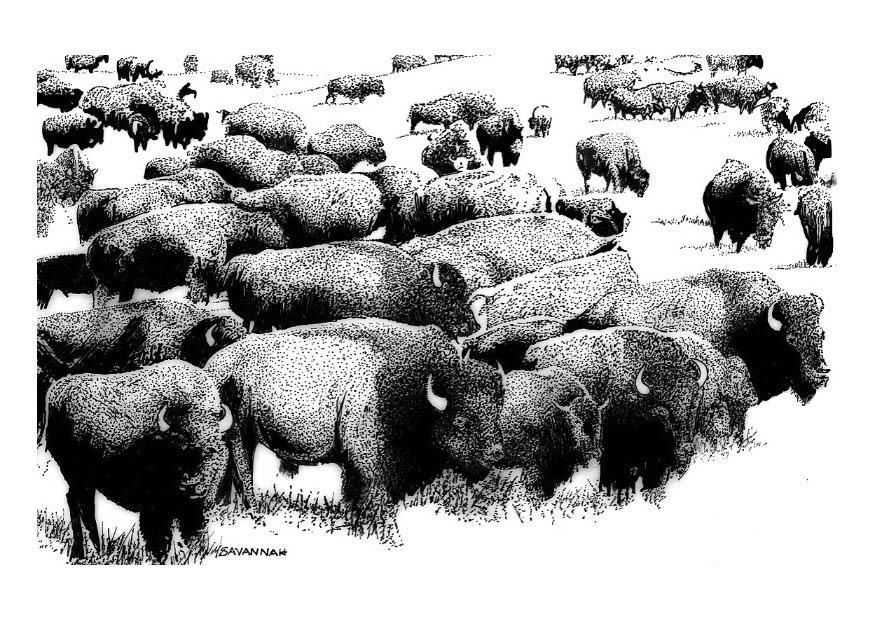 bAºfalos americanos Dibujo para colorear bAºfalos americanos