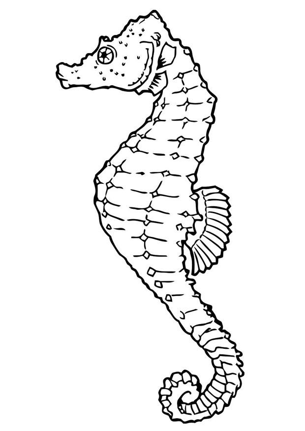 caballito de mar Dibujo para colorear caballito de mar