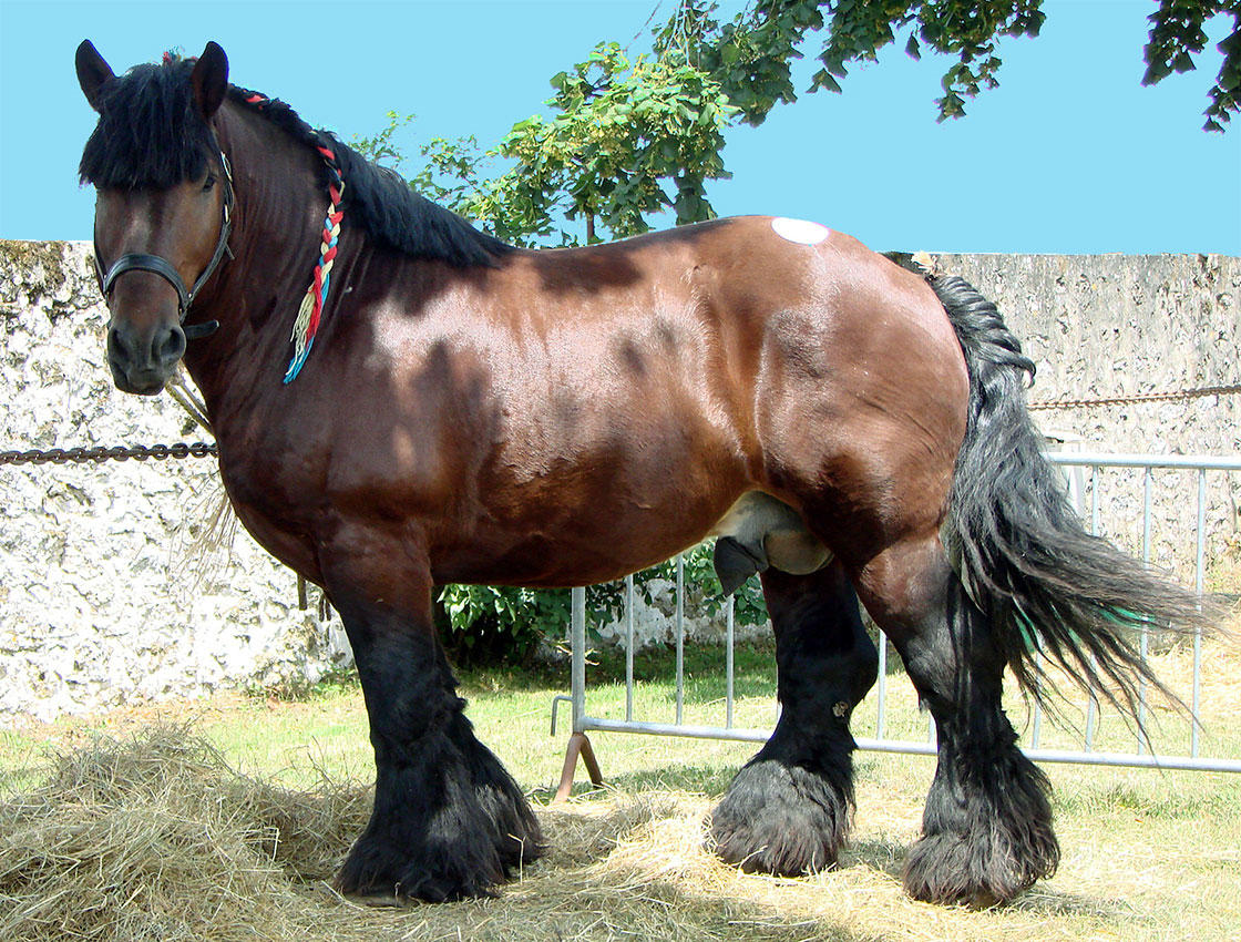 Foto caballo