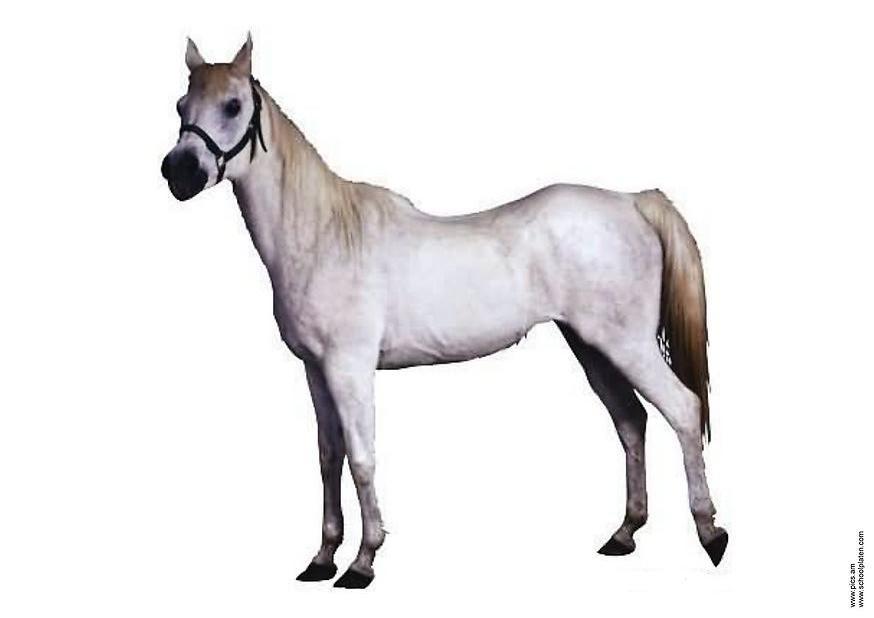 caballo Foto caballo