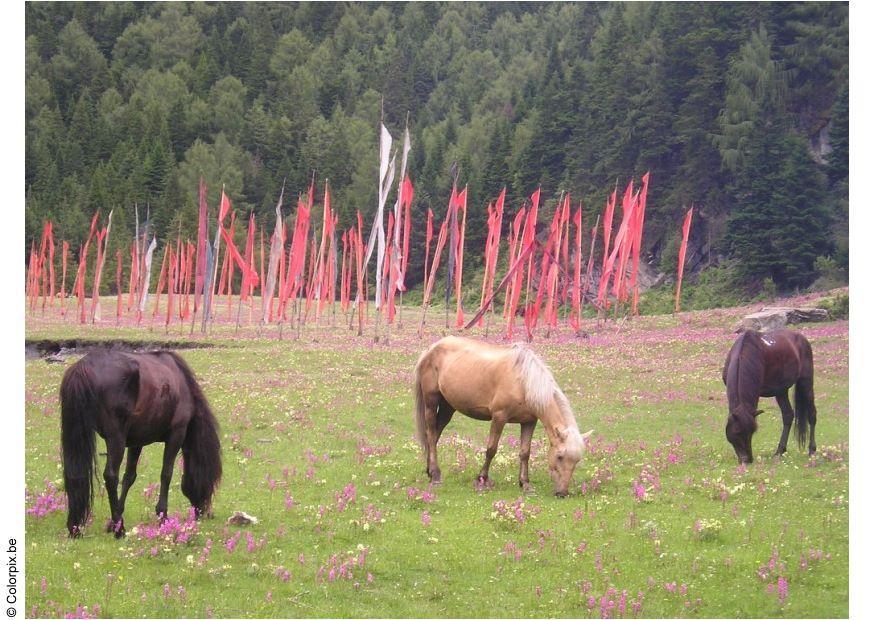 caballos con banderas de oraciA³n Foto caballos con banderas de oraciA³n