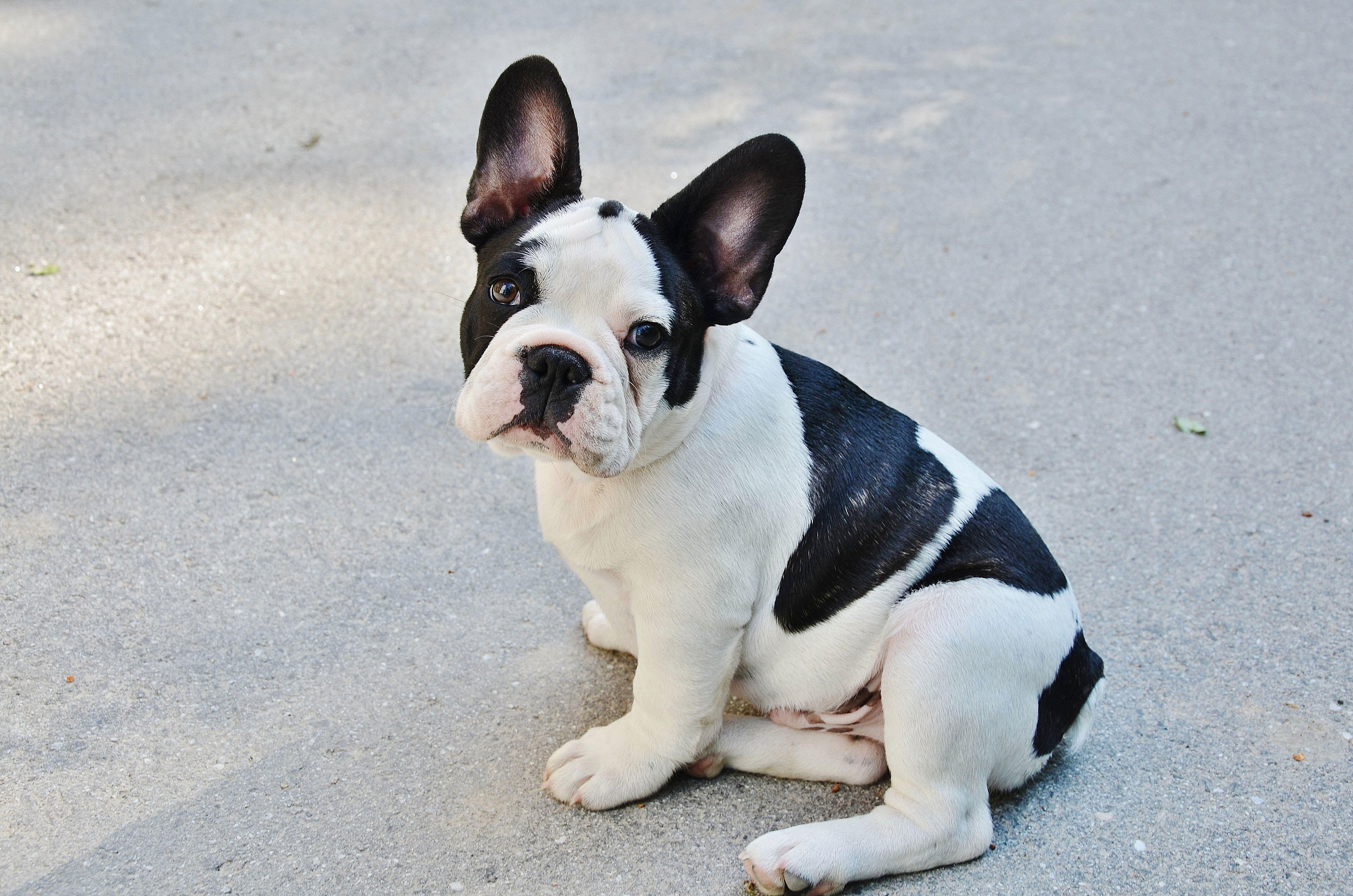 cachorro - bulldog francA©s Foto cachorro - bulldog francA©s