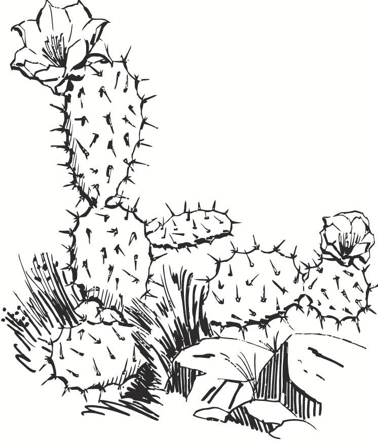 Dibujo para colorear cactus