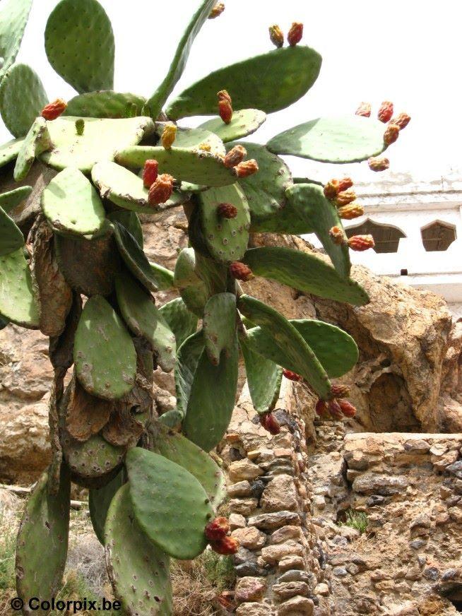 cactus con frutos Foto cactus con frutos