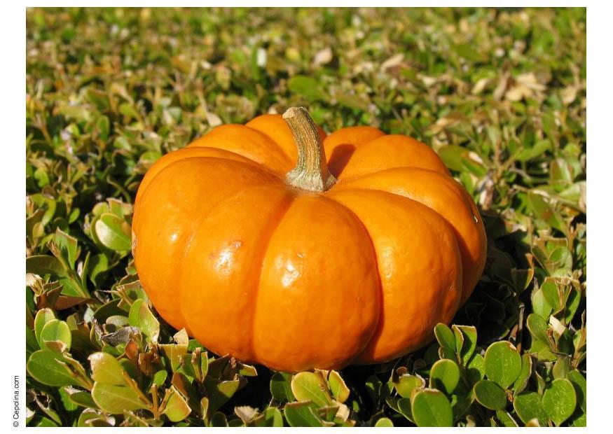 calabaza Foto calabaza