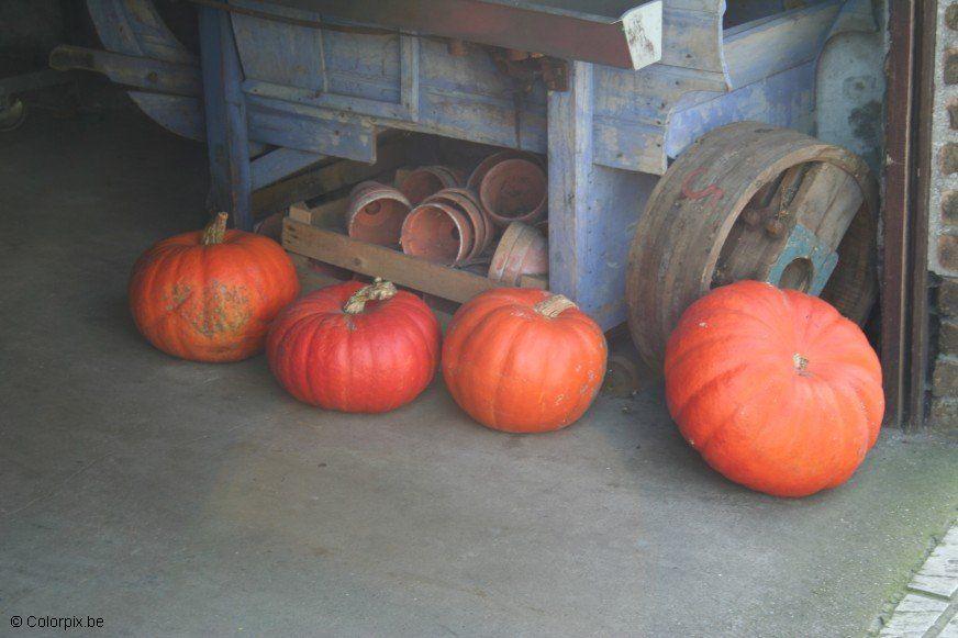 Foto calabazas