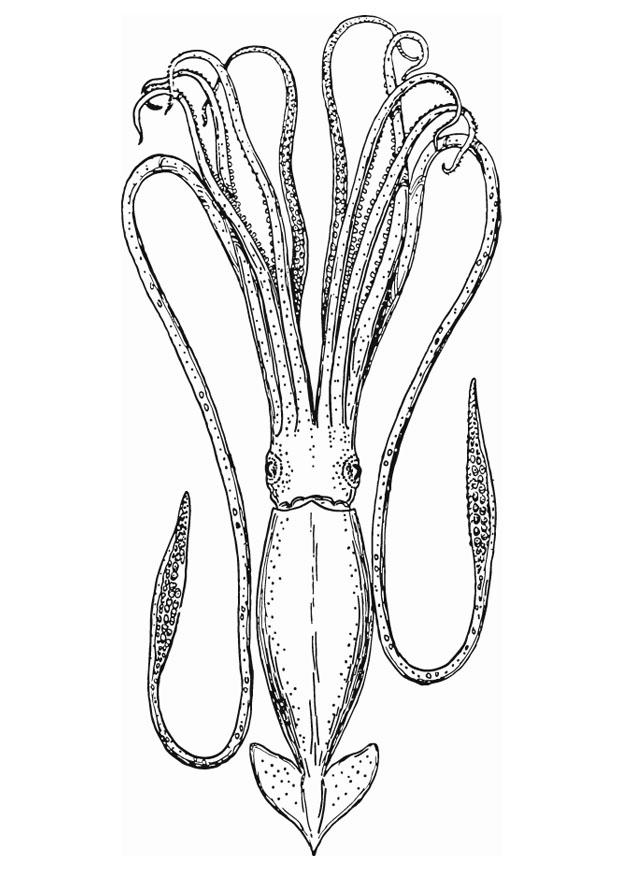 Dibujo para colorear calamar